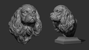 Spaniel Cavalier King Charles bust 3D model