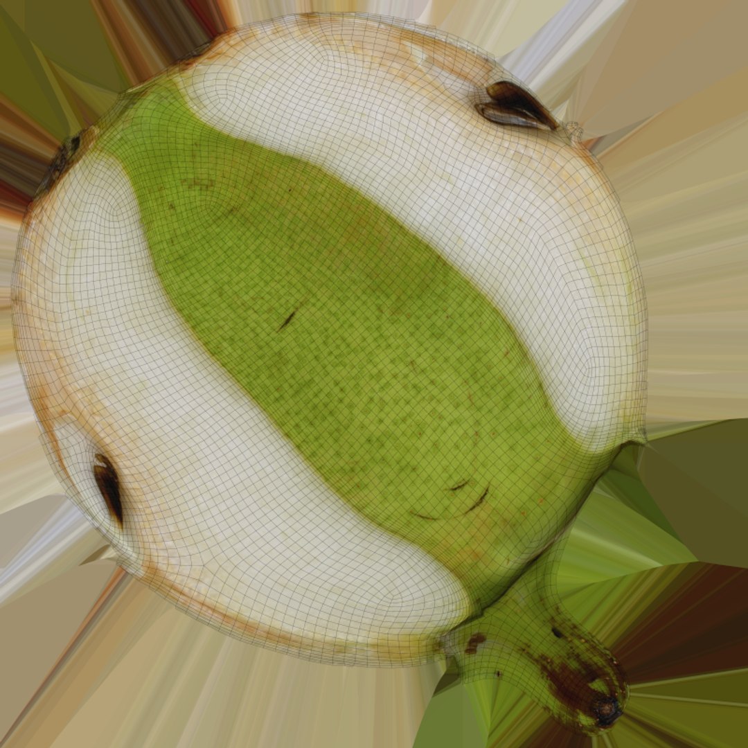 3D Pear Collection https://p.turbosquid.com/ts-thumb/Go/wum2LH/bZ/pearslice_c0004/png/1770227040/1920x1080/fit_q87/7b3b69917a9ff588793bd52be6ea1962a5bea2f7/pearslice_c0004.jpg