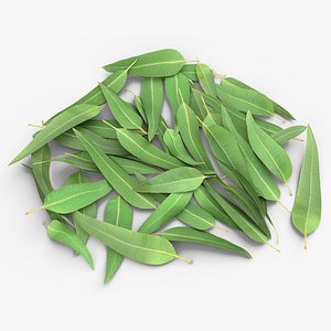 Pile of Fresh Eucalyptus Leaves
