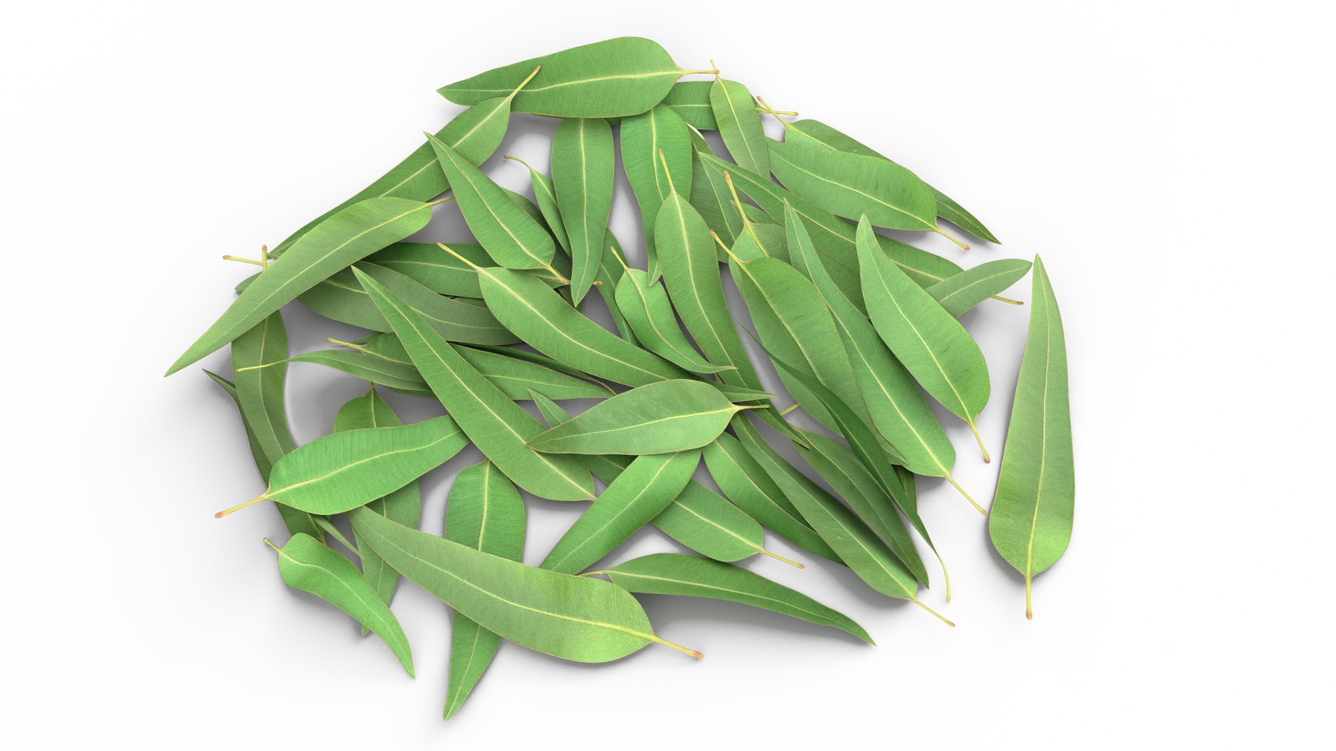 Pile of Fresh Eucalyptus Leaves 3D model preview