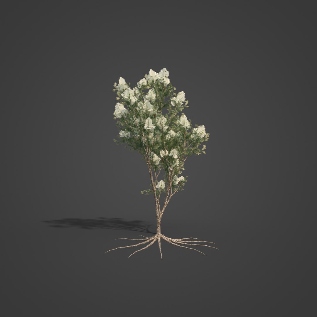3D Model 2021 PBR Australian Tea Tree Collection - Melaleuca ...