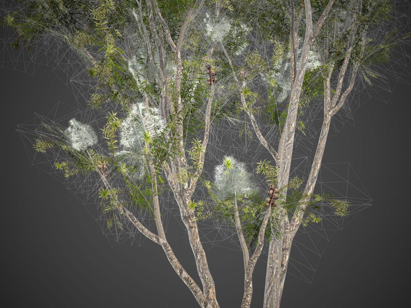 3D Model 2021 PBR Australian Tea Tree Collection - Melaleuca ...