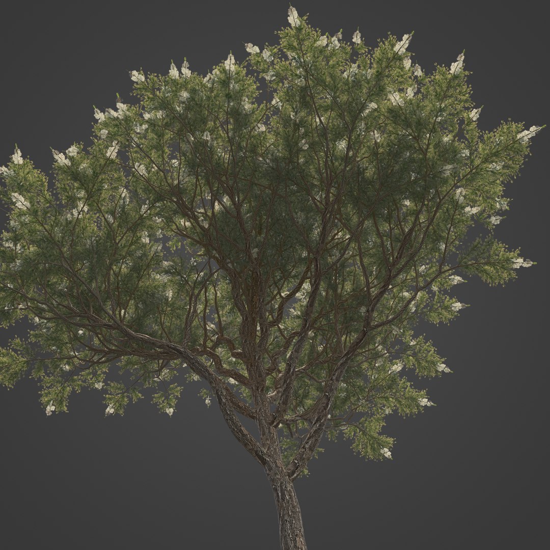 3D Model 2021 PBR Australian Tea Tree Collection - Melaleuca ...