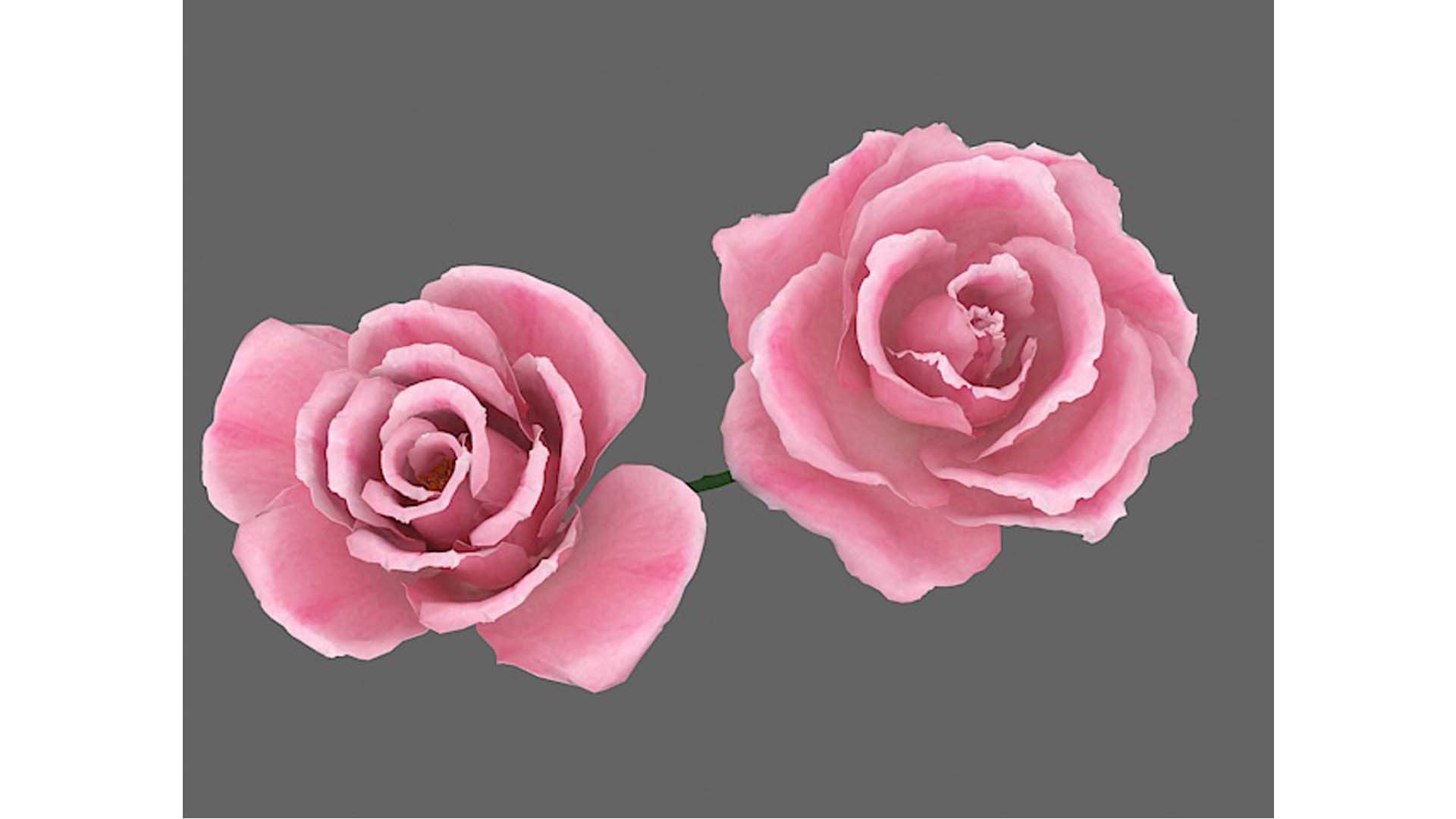Rose Flower 3D Model - TurboSquid 2243519