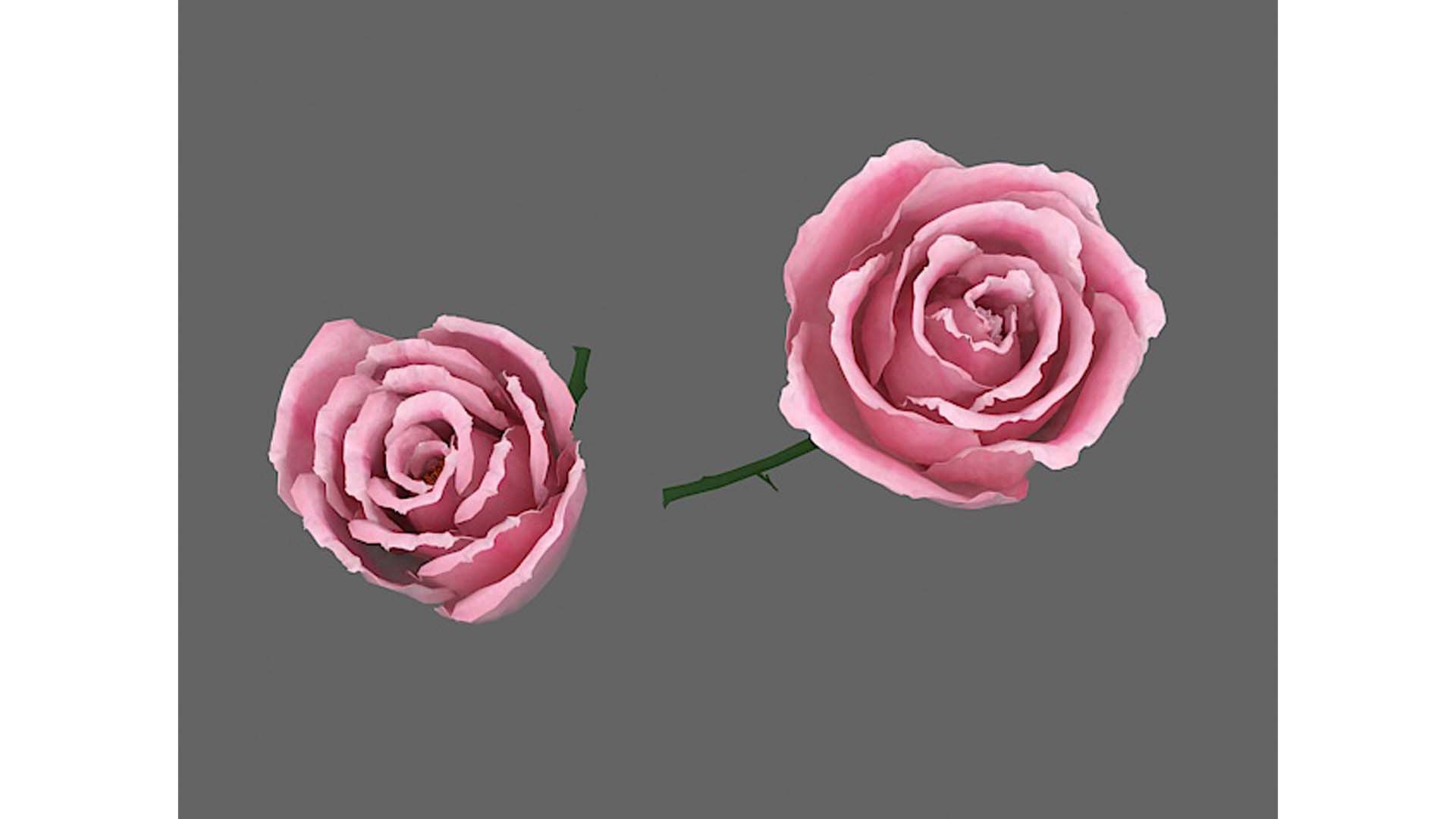 Rose Flower 3D Model - TurboSquid 2243519