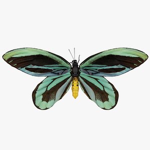3D ornithoptera alexandrae butterfly