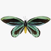 Ornithoptera Alexandrae Butterfly 3D Model