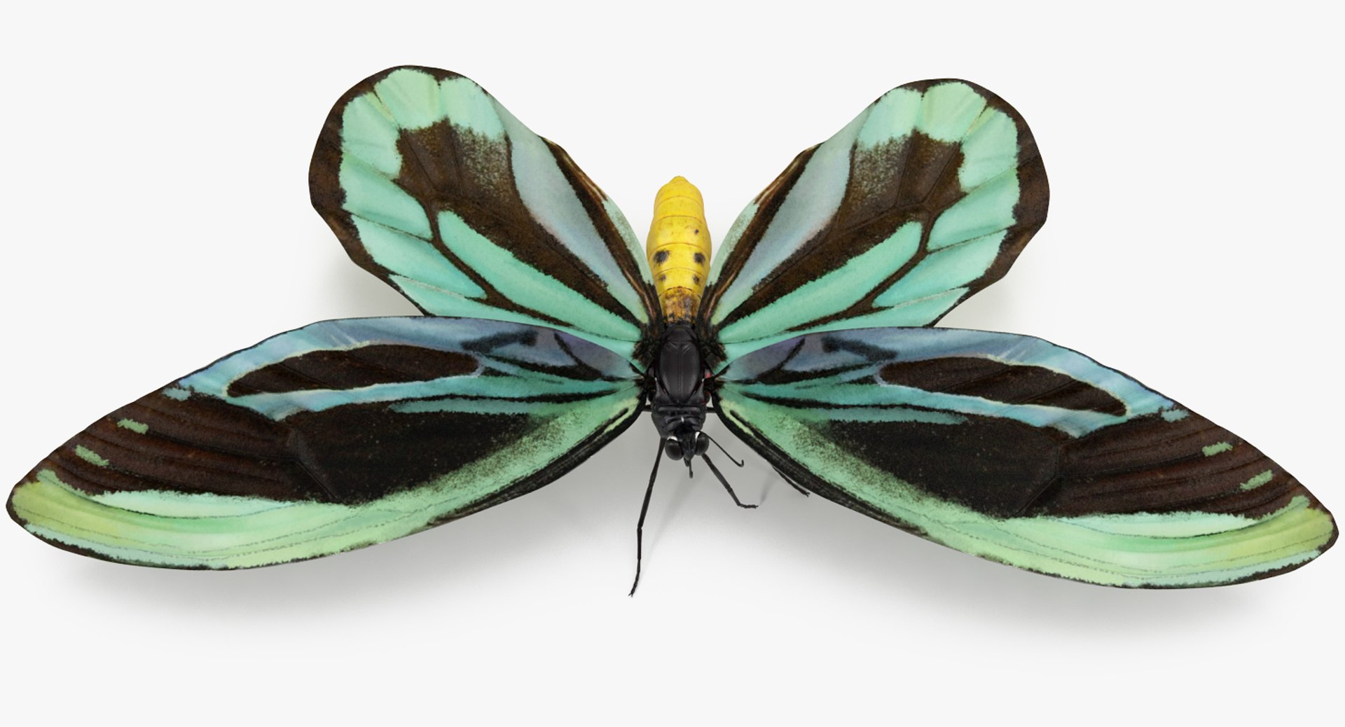 3D ornithoptera alexandrae butterfly https://p.turbosquid.com/ts-thumb/Gp/WYt6jI/GWqBUmXh/ornithopteraalexandraebutterfly3dsmodel005/jpg/1496820116/1920x1080/fit_q87/98064dd193c3c2dfeeaa674c3c5fcf83cb31ad82/ornithopteraalexandraebutterfly3dsmodel005.jpg