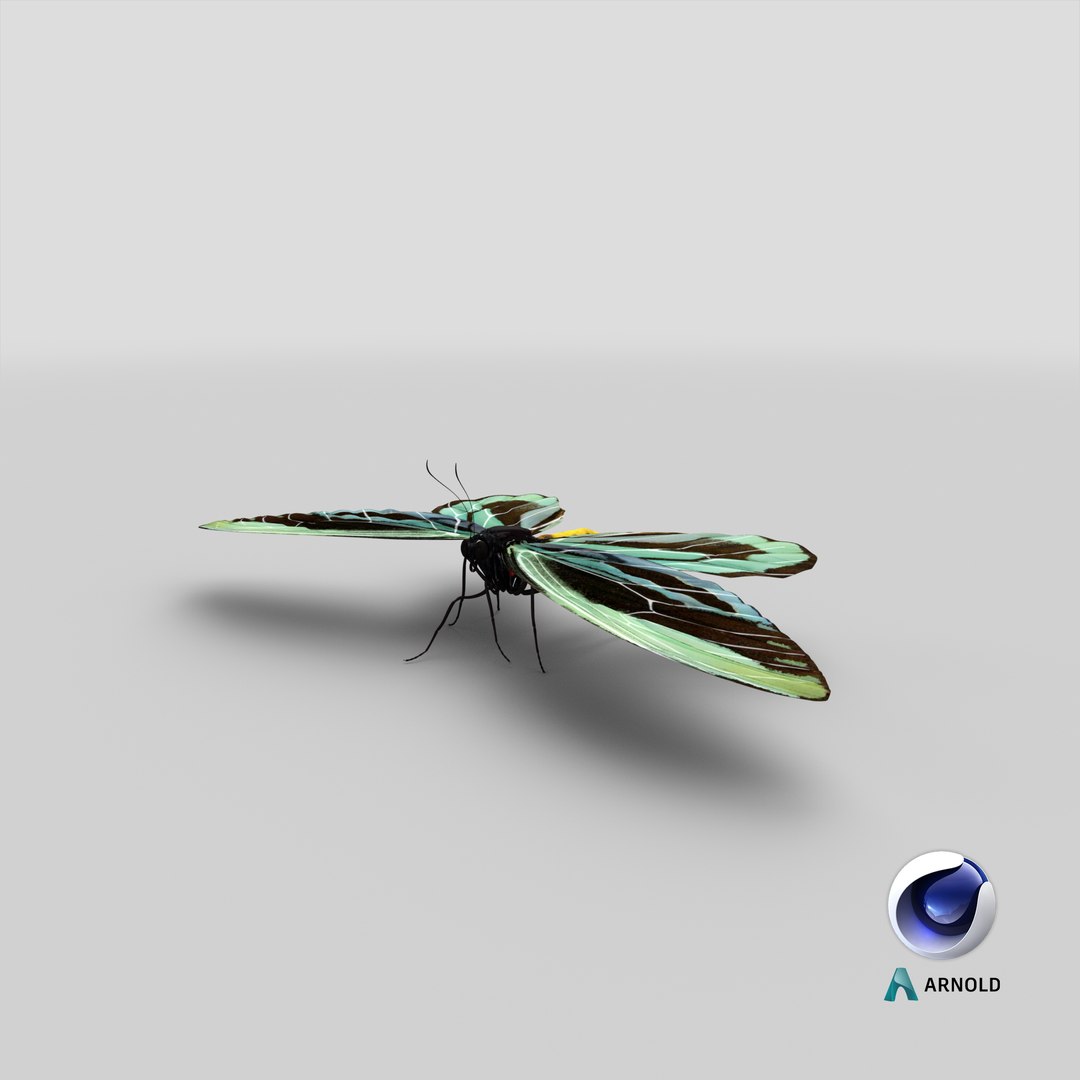 3D ornithoptera alexandrae butterfly https://p.turbosquid.com/ts-thumb/Gp/WYt6jI/Wb/stemcell_cinema_4d_arnold_render/png/1651054662/1920x1080/fit_q87/41acdeb6b912014ccb87d555d63cde4f29d83cc4/stemcell_cinema_4d_arnold_render.jpg
