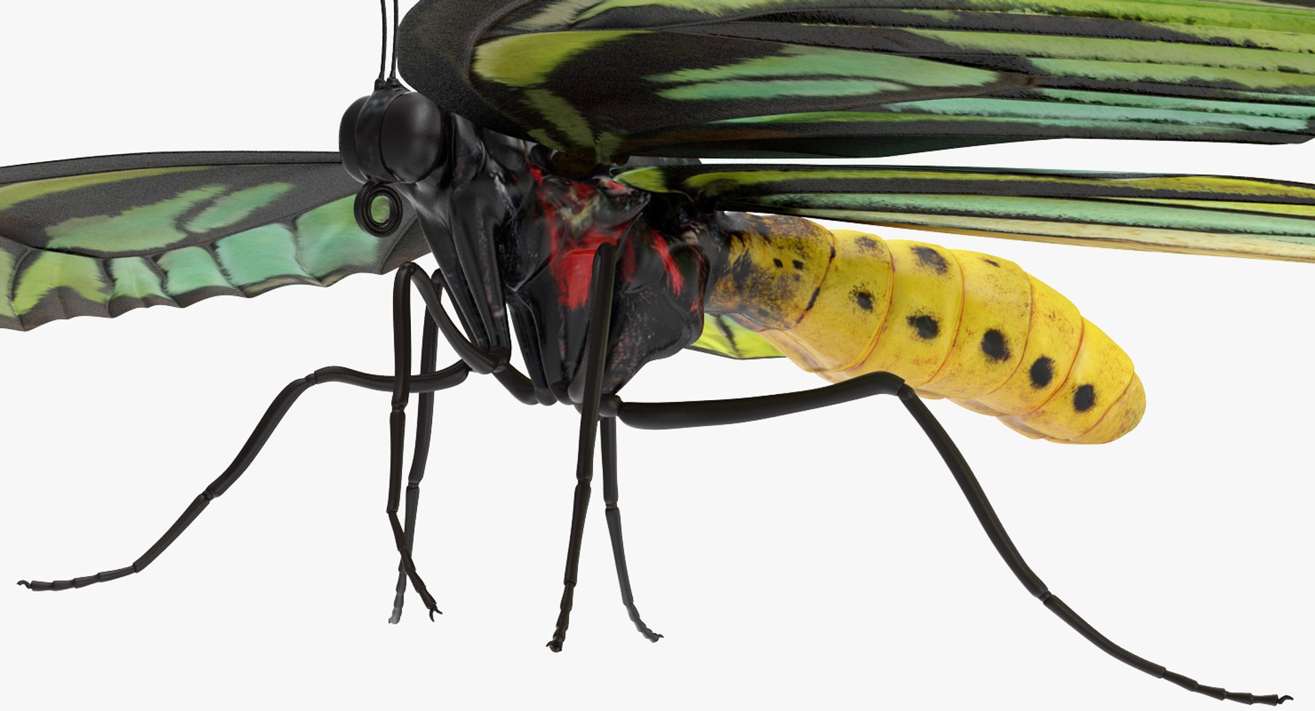 3D ornithoptera alexandrae butterfly https://p.turbosquid.com/ts-thumb/Gp/WYt6jI/m8gQvRm4/ornithopteraalexandraebutterfly3dsmodel004/jpg/1496820115/1920x1080/fit_q87/fde84735660c76197384327c59c42af2c47bade9/ornithopteraalexandraebutterfly3dsmodel004.jpg