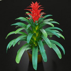realistic guzmania plant 3d model
