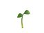 Plant Sprout