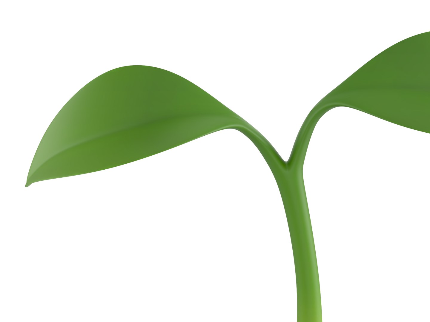 sprout 3D model https://p.turbosquid.com/ts-thumb/Gp/bjpShj/jO/rend_0009/jpg/1688439571/1920x1080/fit_q87/5053dc64edb915f173cc9915b0d2abd403807ef7/rend_0009.jpg