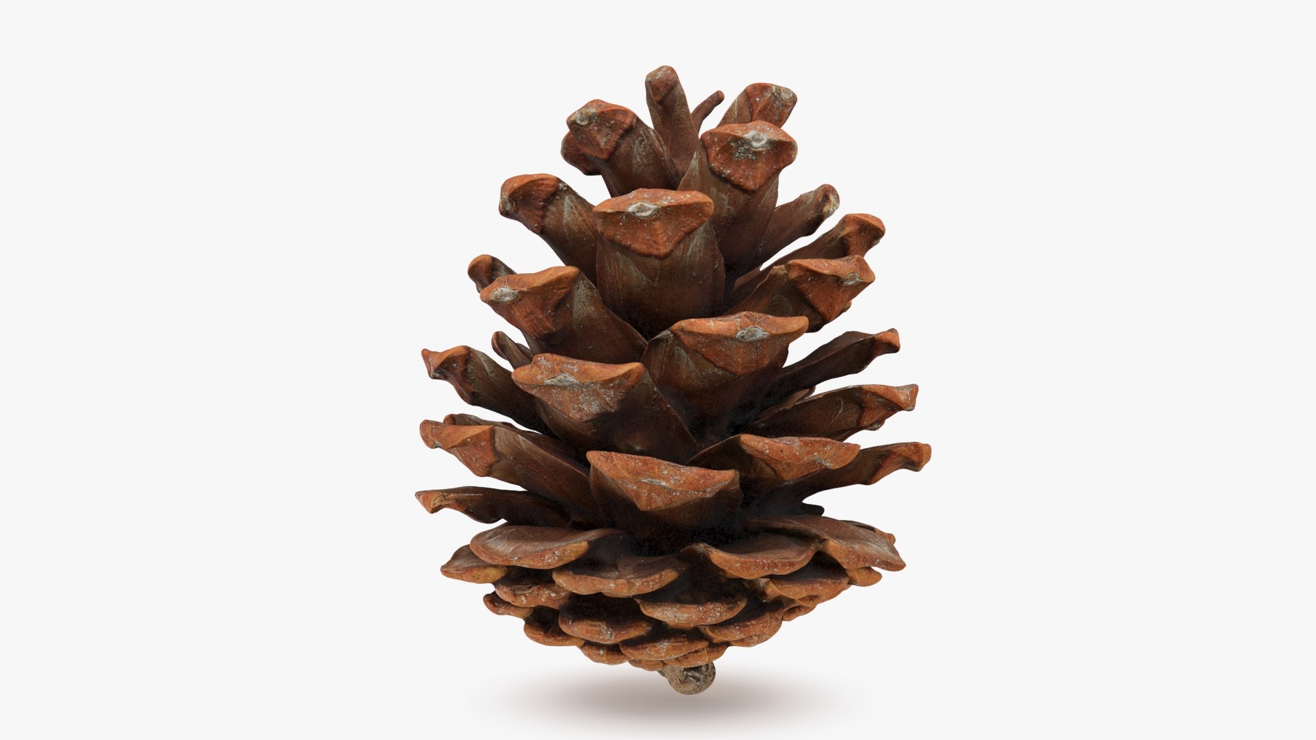 3D Pine Cone 03 Model - TurboSquid 2291585