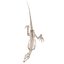 Esqueleto de Tiranosaurio Rex 03 b