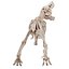 Esqueleto de Tiranosaurio Rex 03 b
