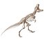 Esqueleto de Tiranosaurio Rex 03 b