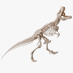 3D Tyrannosaurus Rex Skeleton 03 b model