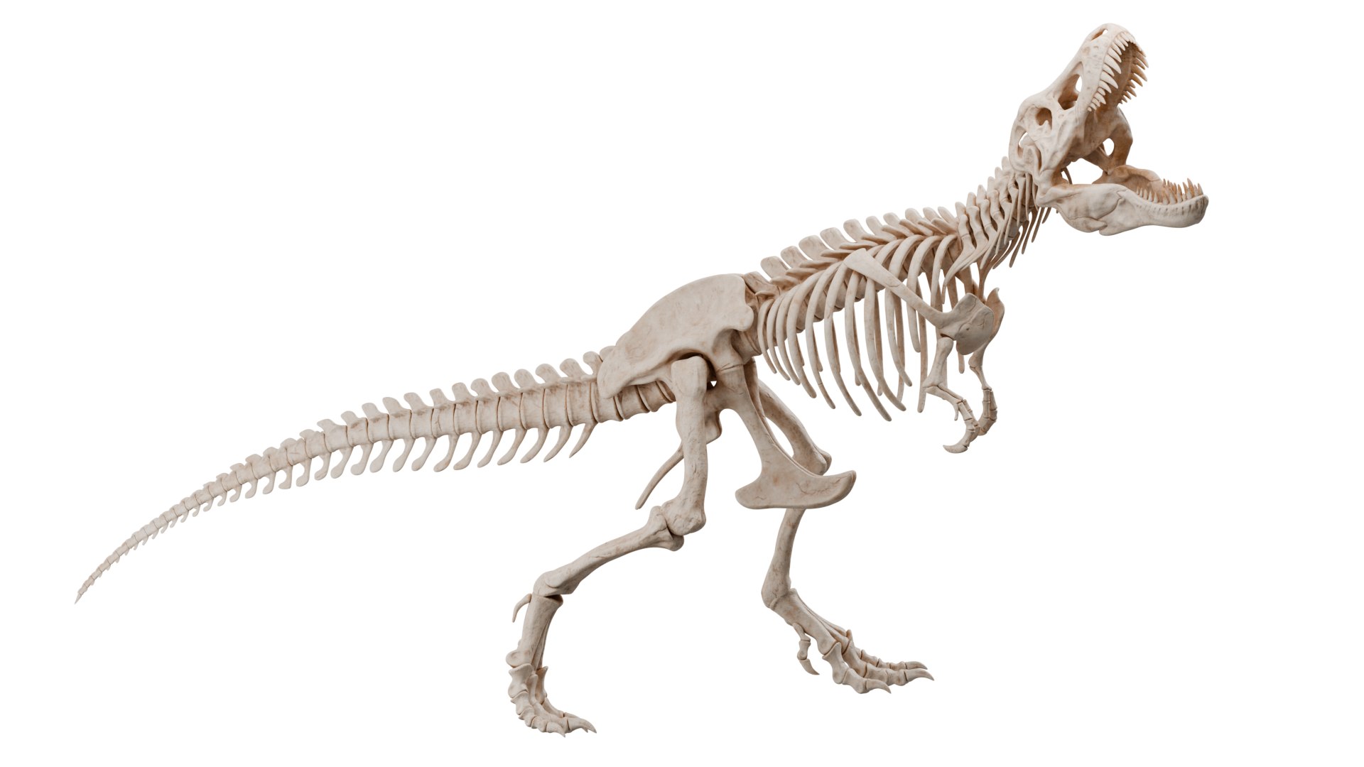 3D Tyrannosaurus Rex Skeleton 03 b model https://p.turbosquid.com/ts-thumb/Gp/cyLz58/o4/tyrannosaurusrexskeleton_03_r_01/png/1771035938/1920x1080/fit_q87/c6f2f2b9ccd0530139b333c817c602f665744db2/tyrannosaurusrexskeleton_03_r_01.jpg