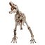 Esqueleto de Tiranosaurio Rex 03 b