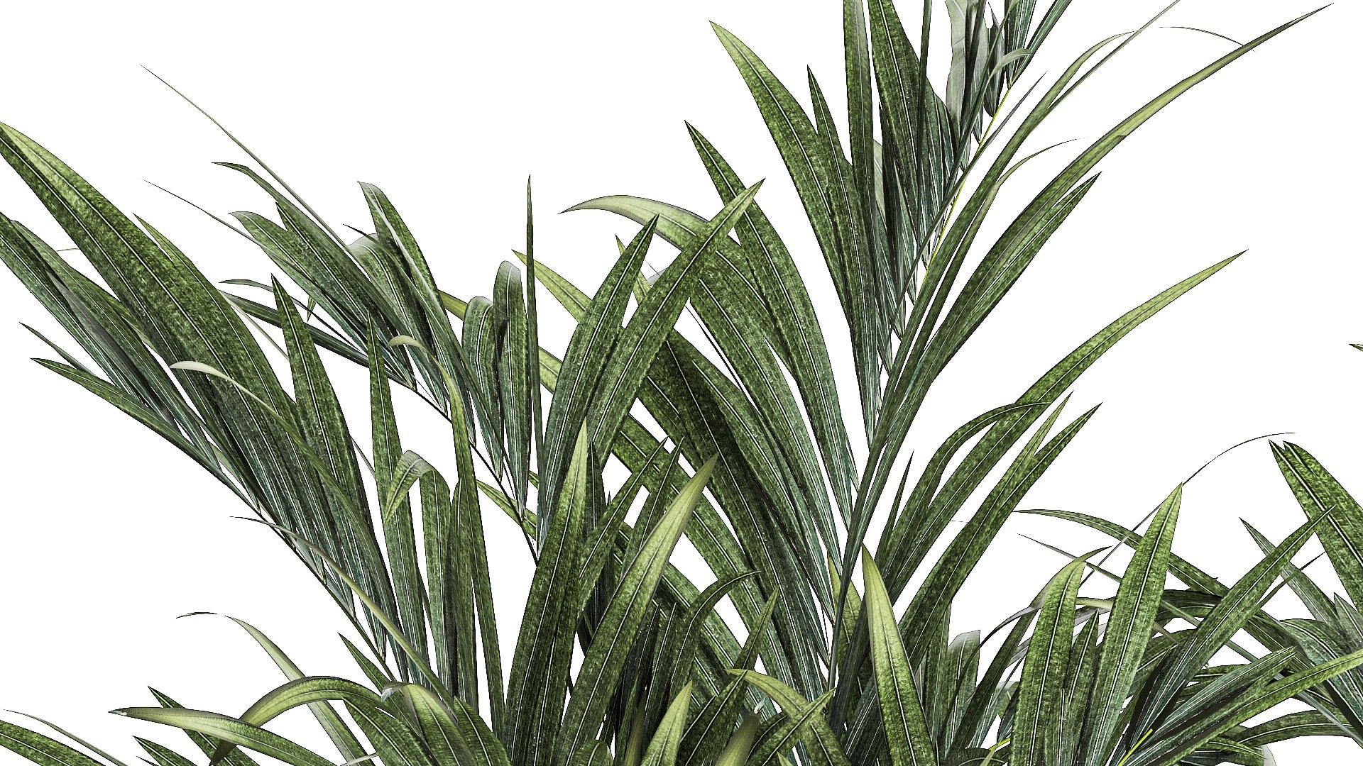 3D Beautiful Plant Potted Howea Palm Trees 1368 - TurboSquid 2102956