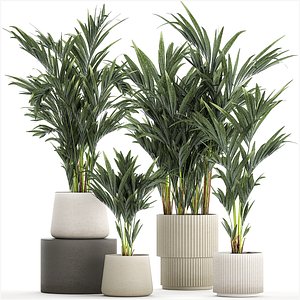 3D Beautiful Plant Potted Howea Palm Trees 1368
