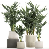 Beautiful Plant Potted Howea Palm Trees 1368