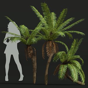 New Plant High detail Brainea Insignis Fern Medium 3D