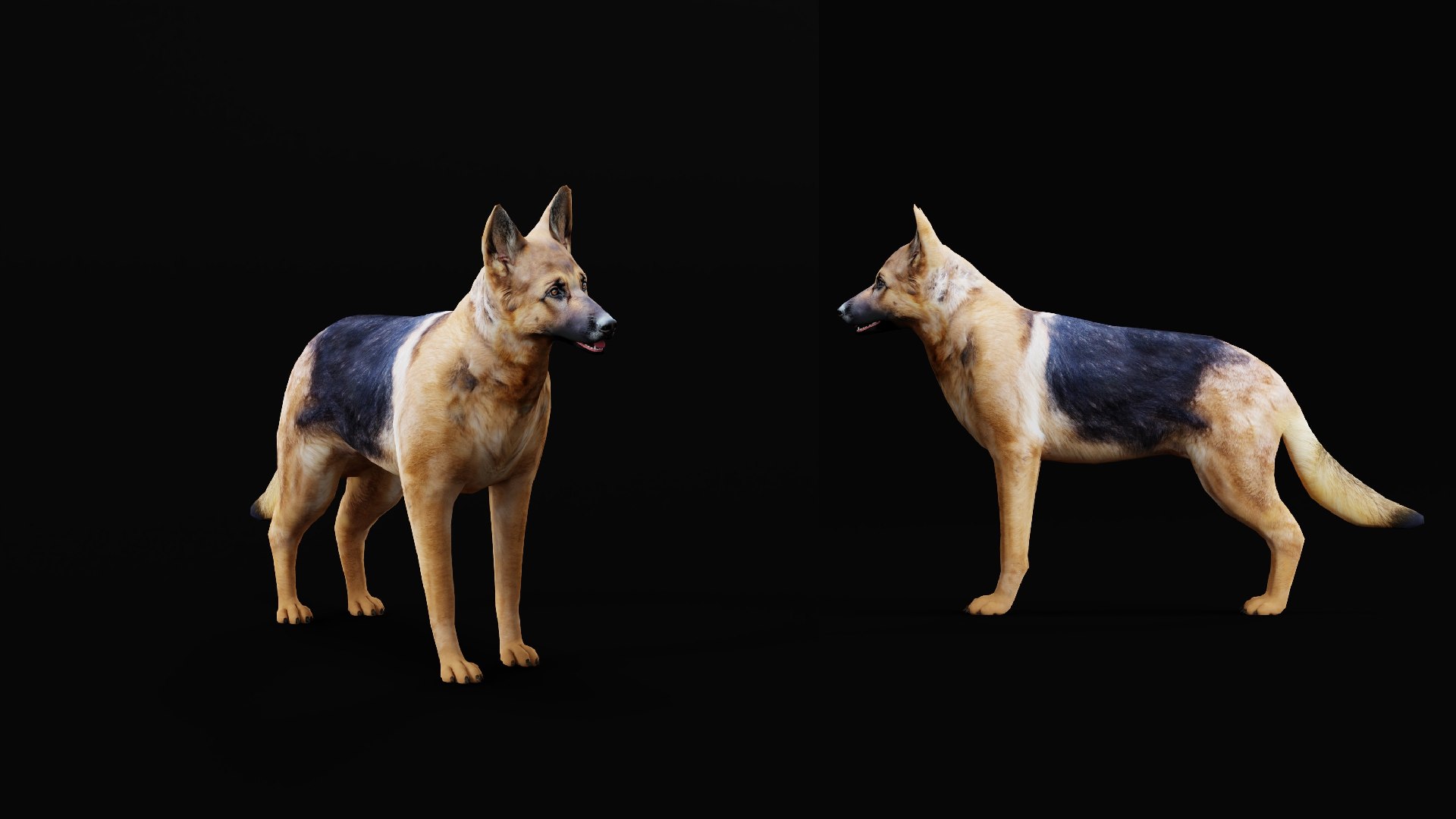 German Shepherd Dog model https://p.turbosquid.com/ts-thumb/Gp/hwq7rv/6I/german_shepherd_lowpoly10/png/1767831127/1920x1080/fit_q87/1038e5748f3f4610c77c9938562f89351e830916/german_shepherd_lowpoly10.jpg