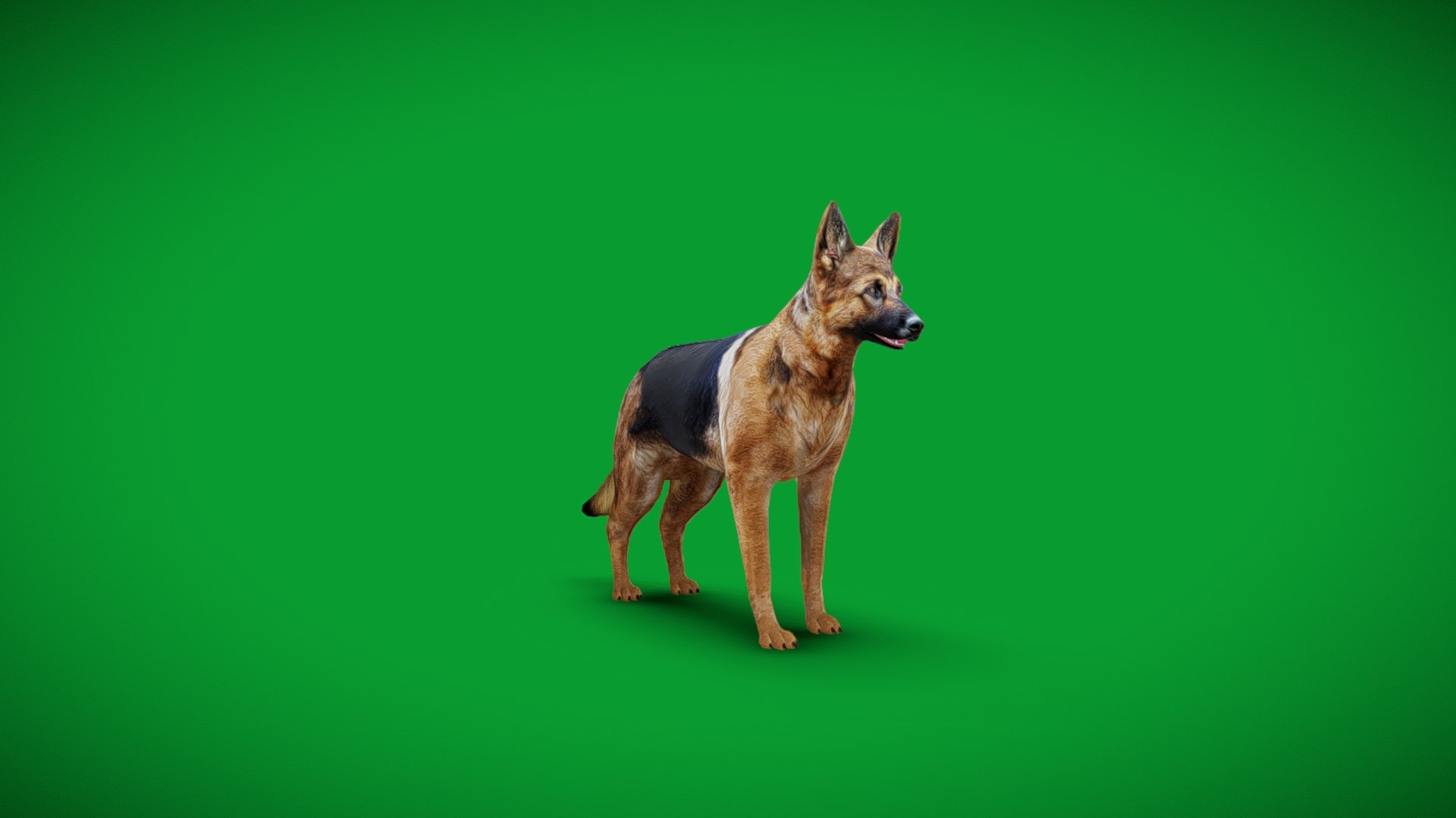 German Shepherd Dog model https://p.turbosquid.com/ts-thumb/Gp/hwq7rv/6p/screenshot_20260108_053251/jpg/1767831110/1920x1080/fit_q87/e86f969d269a6627241b4bdee2a18a17a30d0557/screenshot_20260108_053251.jpg
