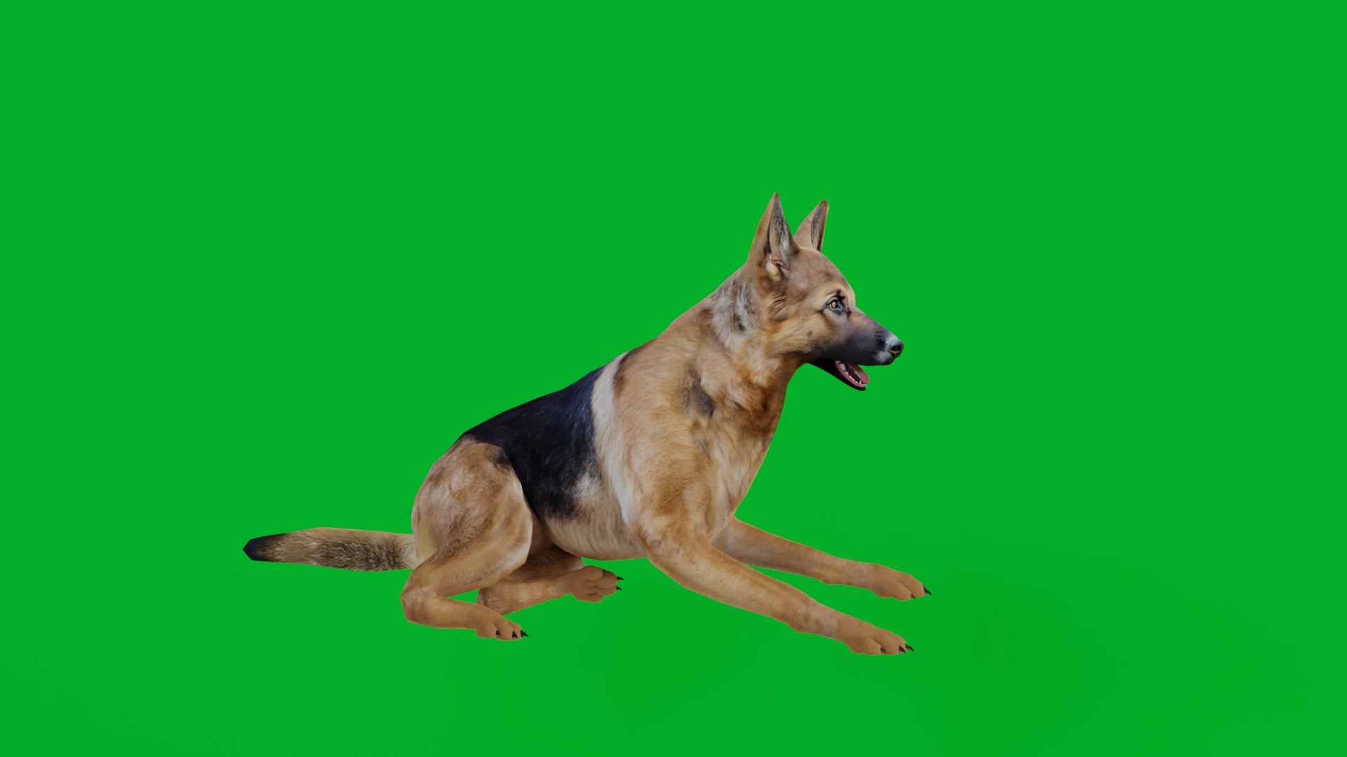 German Shepherd Dog model https://p.turbosquid.com/ts-thumb/Gp/hwq7rv/GI/german_shepherd_preview4/png/1767831102/1920x1080/fit_q87/22b8065f7ce91920fd195bd9392f04a51dd3d347/german_shepherd_preview4.jpg