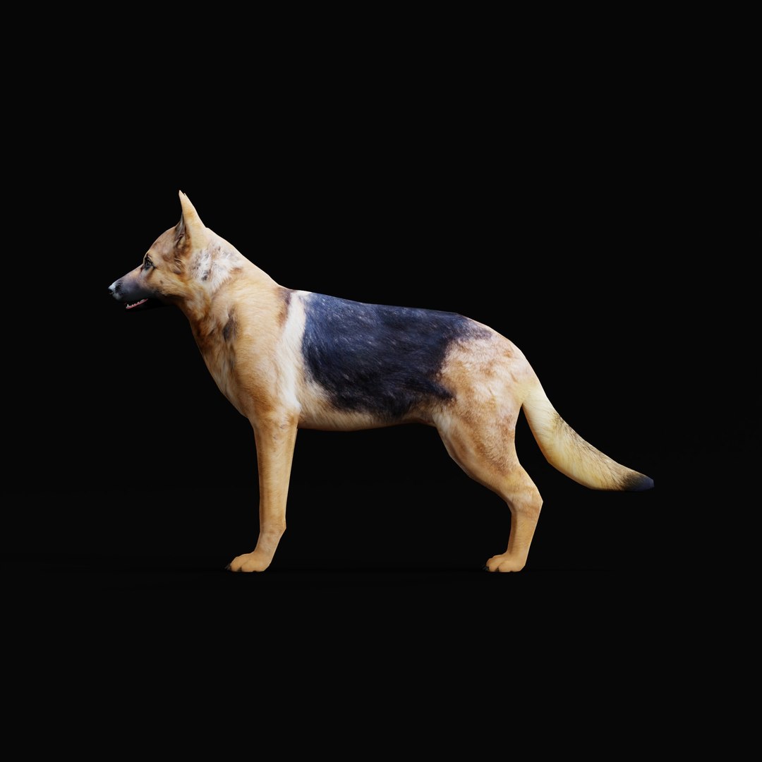 German Shepherd Dog model https://p.turbosquid.com/ts-thumb/Gp/hwq7rv/Hp/germanshepherdao_0001/jpg/1767831103/1920x1080/fit_q87/0b68d3cc349bd0c94066c40773f3079c7fa41103/germanshepherdao_0001.jpg