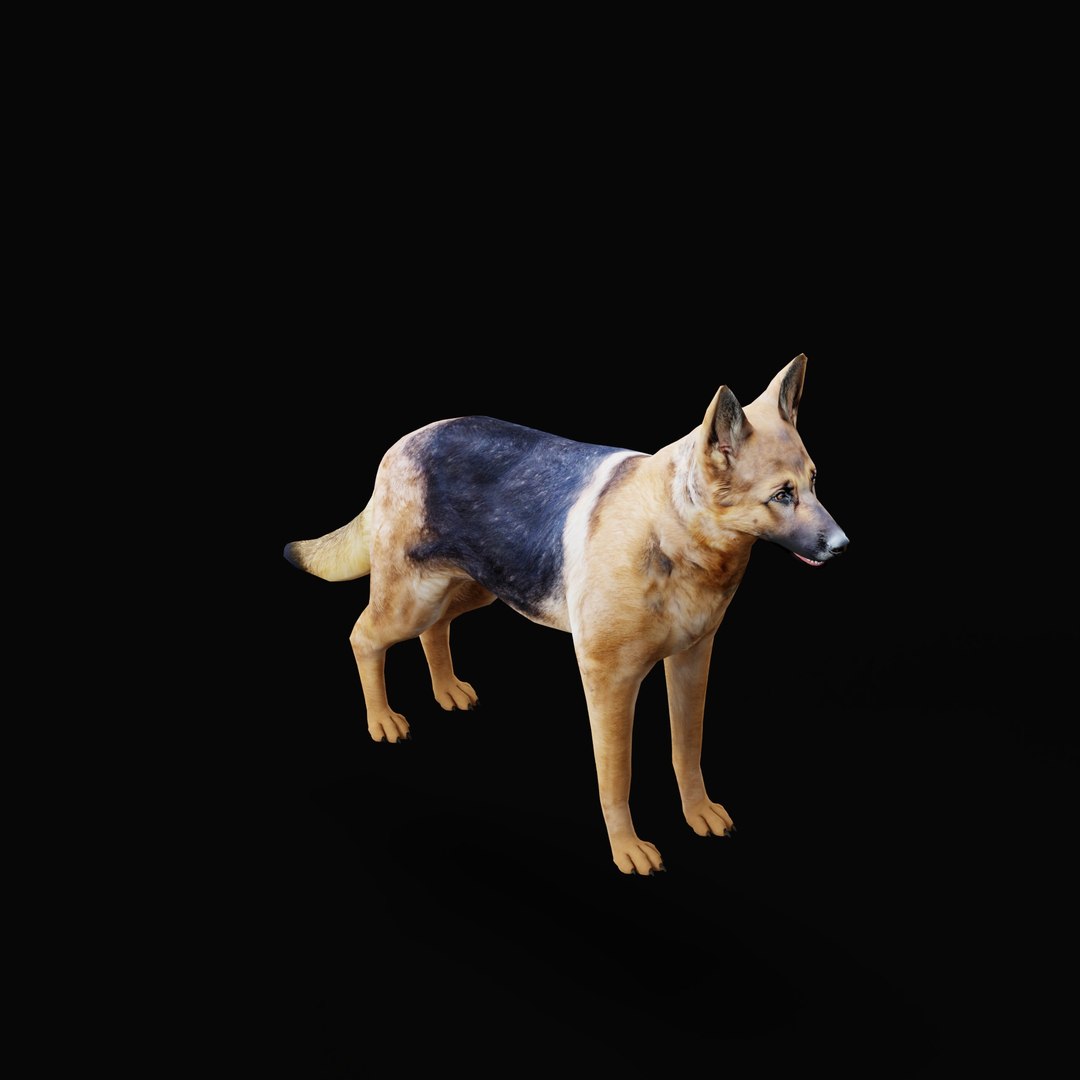 German Shepherd Dog model https://p.turbosquid.com/ts-thumb/Gp/hwq7rv/Hz/germanshepherdao_0003/jpg/1767831104/1920x1080/fit_q87/55d6b4c0a0a2c20cb2224867b348c161ec46560c/germanshepherdao_0003.jpg