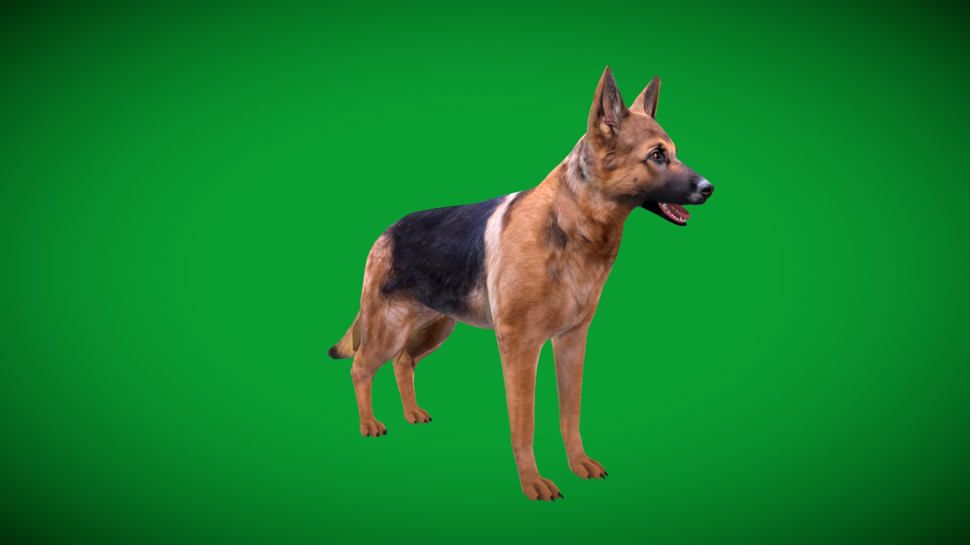 German Shepherd Dog model https://p.turbosquid.com/ts-thumb/Gp/hwq7rv/QT/german_shepherd_lowpoly2/png/1767831113/1920x1080/fit_q87/3cef5cb7abf869b4aa62b034a1a7932559eefd3b/german_shepherd_lowpoly2.jpg