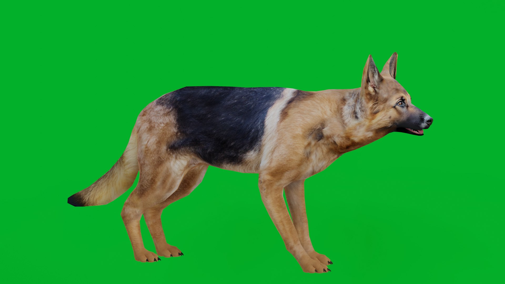 German Shepherd Dog model https://p.turbosquid.com/ts-thumb/Gp/hwq7rv/Yb/german_shepherd_preview2/png/1767831099/1920x1080/fit_q87/61edf6979775cf062486a1b649b53d10200c7730/german_shepherd_preview2.jpg