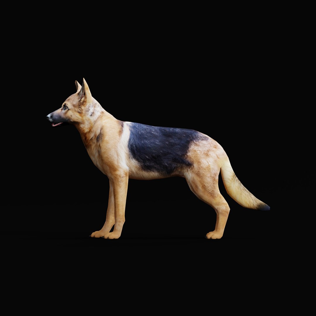 German Shepherd Dog model https://p.turbosquid.com/ts-thumb/Gp/hwq7rv/ag/germanshepherdao_0006/jpg/1767831106/1920x1080/fit_q87/2fb8a1eee0b4dad92d7ab9f55b3ff1d3ee02b43b/germanshepherdao_0006.jpg