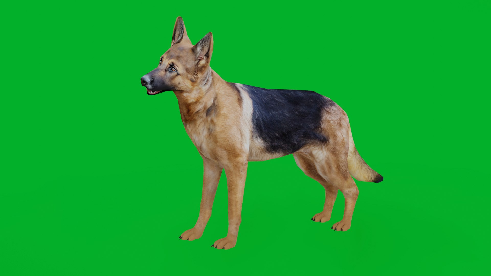 German Shepherd Dog model https://p.turbosquid.com/ts-thumb/Gp/hwq7rv/be/german_shepherd_preview1/png/1767831098/1920x1080/fit_q87/9db30d98a713f404fb2b1300635146d20ef31618/german_shepherd_preview1.jpg