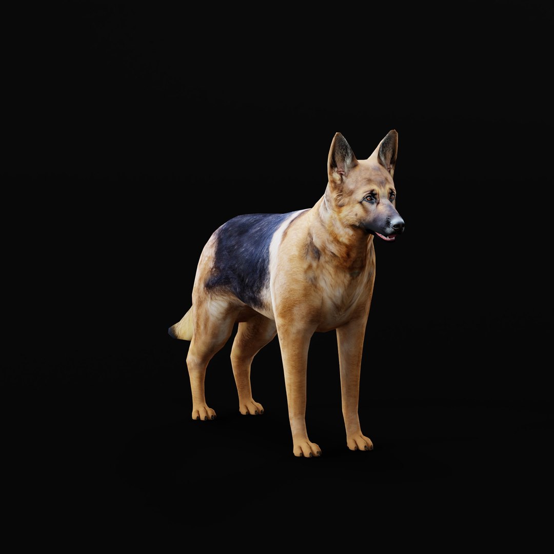 German Shepherd Dog model https://p.turbosquid.com/ts-thumb/Gp/hwq7rv/gv/germanshepherdao_0000/jpg/1767831102/1920x1080/fit_q87/439bd8385974b5c333280b1a089d9351a11f3945/germanshepherdao_0000.jpg