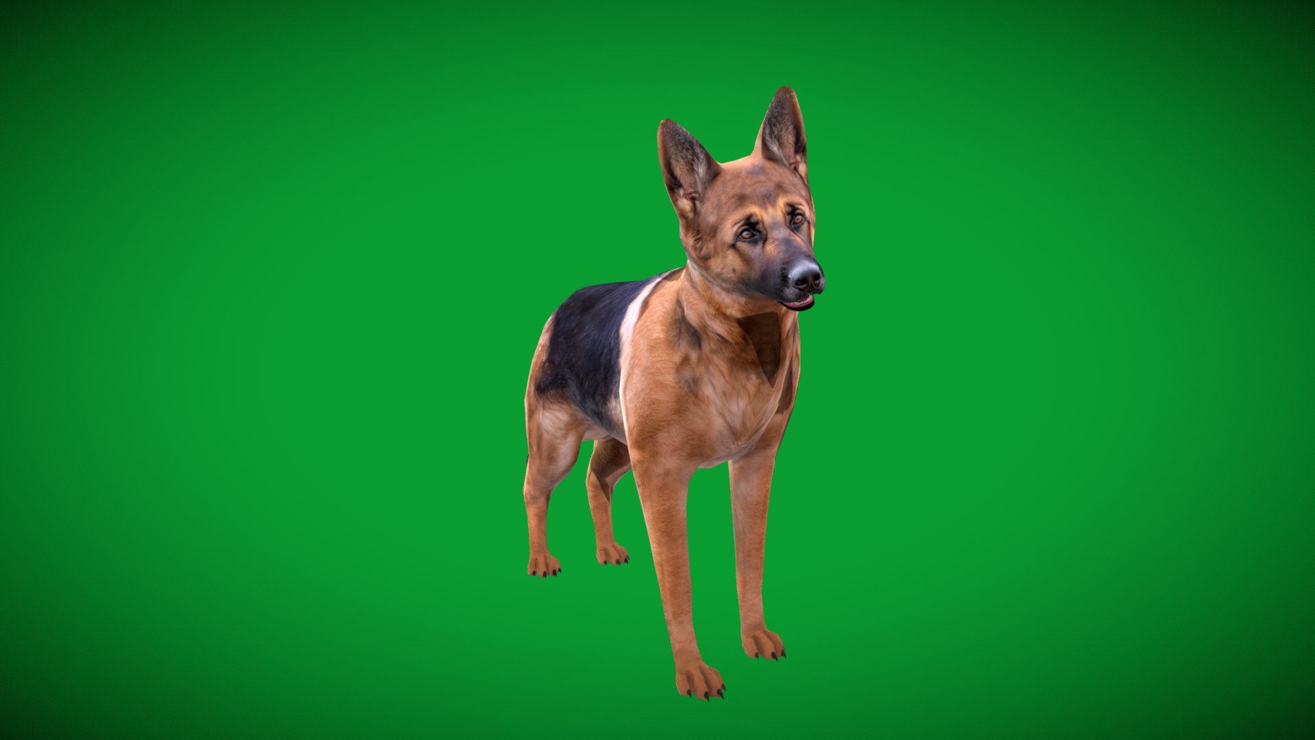 German Shepherd Dog model https://p.turbosquid.com/ts-thumb/Gp/hwq7rv/vi/german_shepherd_lowpoly1/png/1767831123/1920x1080/fit_q87/96cc492971247075a16fce18ec34aaf3ba9f4312/german_shepherd_lowpoly1.jpg