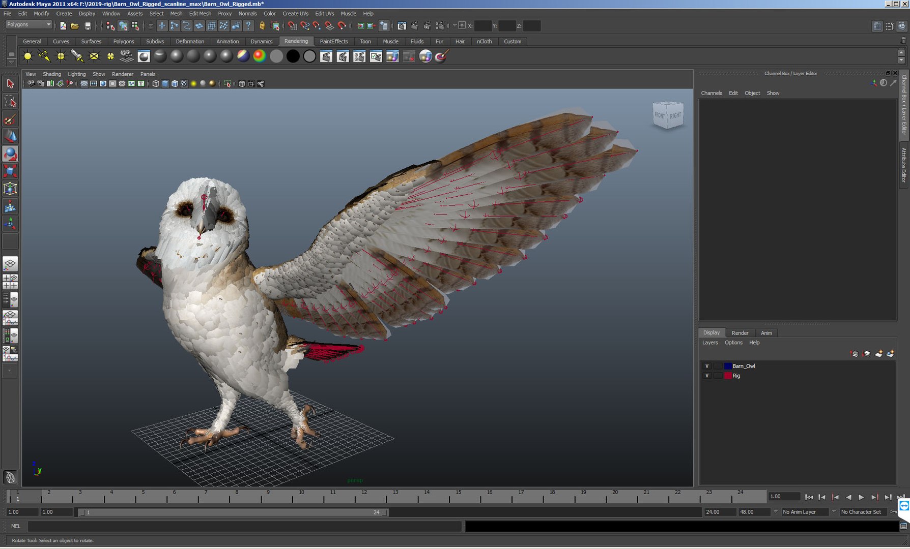Barn owl rigged 3D - TurboSquid 1479075
