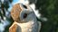 barn owl rigged 3D