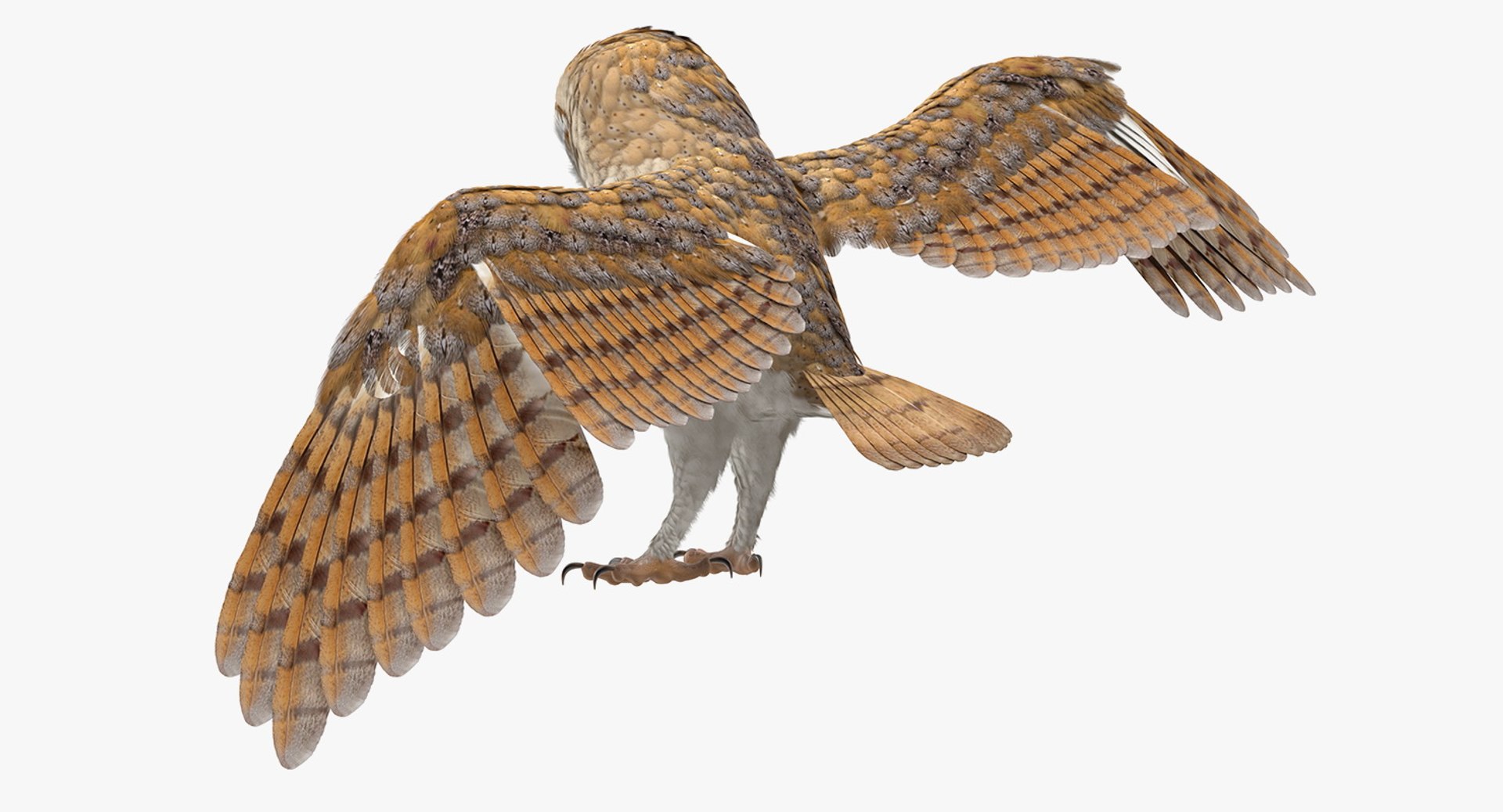 barn owl rigged 3D https://p.turbosquid.com/ts-thumb/Gp/monyy4/8ze2ihqd/barnowlrigged3dsmodel016/jpg/1564641276/1920x1080/fit_q87/b9b9b945a0bd1e9efab9db48fbd87195192b61e1/barnowlrigged3dsmodel016.jpg
