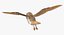 barn owl rigged 3D