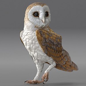 barn owl rigged 3D