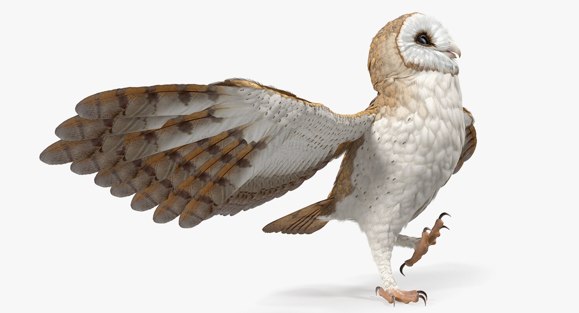 barn owl rigged 3D https://p.turbosquid.com/ts-thumb/Gp/monyy4/SrPwnzXo/barnowlrigged3dsmodel014/jpg/1564641268/1920x1080/fit_q87/3c738977913875d28f57a78e8e24103db2e70d07/barnowlrigged3dsmodel014.jpg