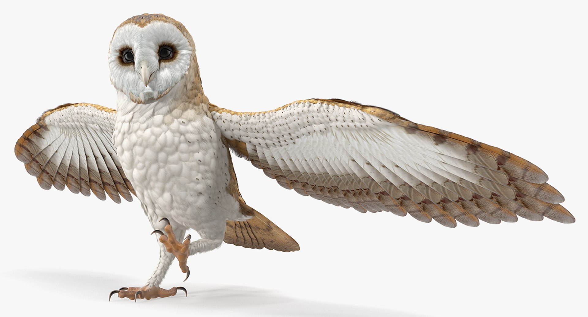 Barn Owl Rigged for Maya 3D model preview