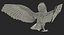 barn owl rigged 3D