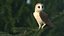 barn owl rigged 3D