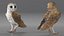 barn owl rigged 3D