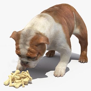 3D Bulldog Sniffs a Pile of Bones Fur model